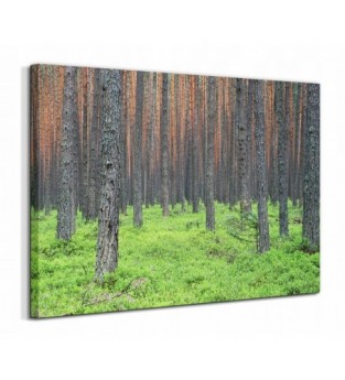 Roztocze Zielony Las Prezent Obraz płótno 40x60 cm